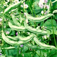 Indian Vegetable Seeds | Kattula Family Farms