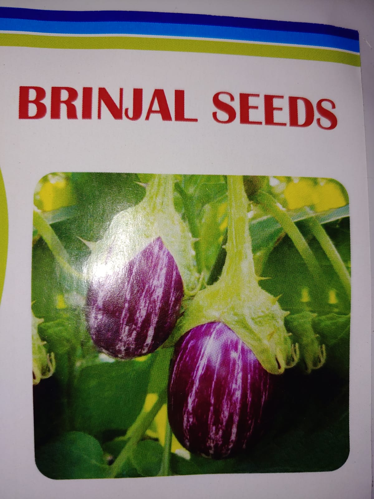 Eggplant/ Vankaya Purple with thornes | Kattula Family Farms