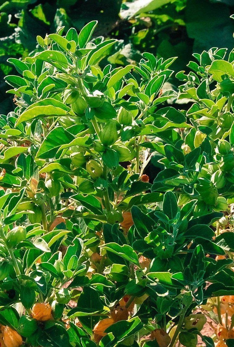 Ashwagandha seeds (Organic)